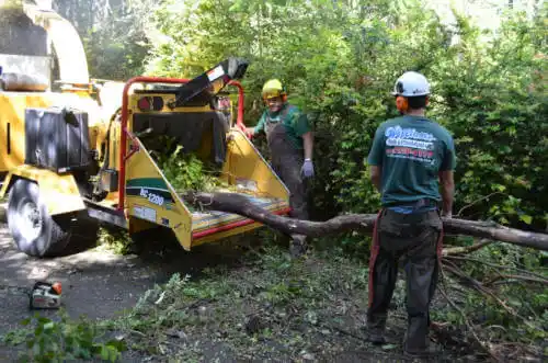 tree services Bondurant